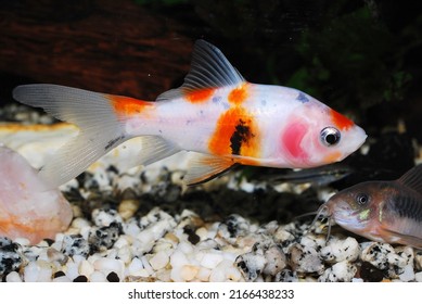 Goldfish Of The Shubunkin London Breed In Aquarium