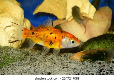 Goldfish Of The Shubunkin London Breed In Cold Water Aquariums