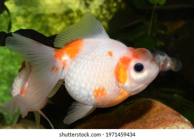 230 Pearl scale goldfish Images, Stock Photos & Vectors | Shutterstock