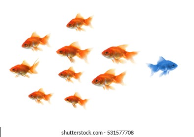 goldfish standing out of the crowd
