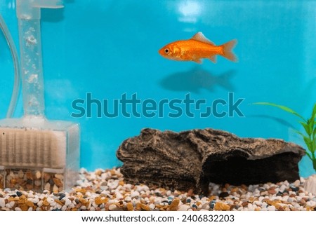 goldfish swimming in the aquarium
