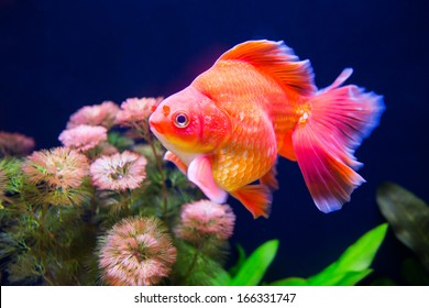 Goldfish Swimming In The Fish Tank