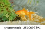 Goldfish swims gracefully in a well-lit aquarium, showcasing vibrant orange scales. The simple décor of pebbles and green plants enhances the serene atmosphere, highlighting the elegance