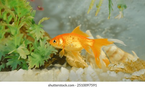 Goldfish swims gracefully in a well-lit aquarium, showcasing vibrant orange scales. The simple décor of pebbles and green plants enhances the serene atmosphere, highlighting the elegance