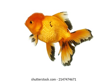 Goldfish thai Oranda three color
