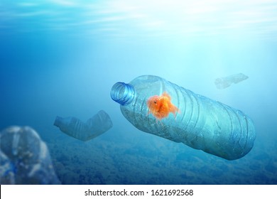 Goldfish Trapped On The Plastic Bottle On The Ocean. Plastic Pollution