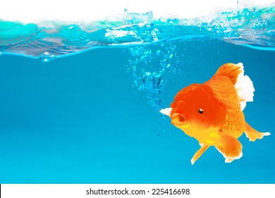 Goldfish in turquoise water conceptual adjustable environment