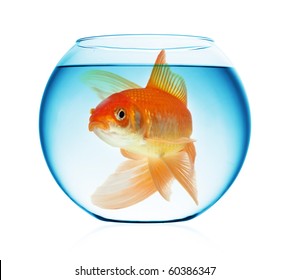 20,132 Goldfish Bowl Images, Stock Photos & Vectors 