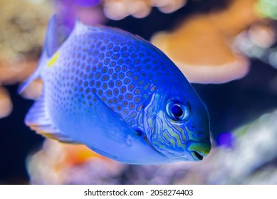 Goldlined Spinefoot In Copenhagen Aquarium