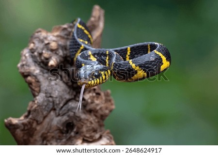 The gold-ringed cat snake in attacking position	