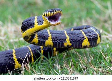 Gold-ringed Cat Snake Trying To Attack