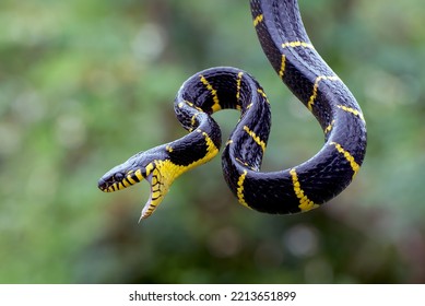 Gold-ringed Cat Snake Trying To Attack