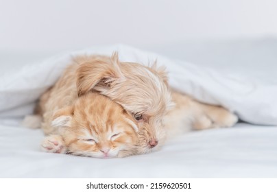 Goldust Yorkshire Terrier Puppy Hugs Tiny Kitten Under Warm Blanket On A Bed At Home