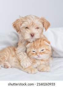 Goldust Yorkshire Terrier Puppy Hugs Tiny Kitten Under Warm Blanket On A Bed At Home