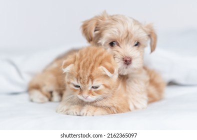 Goldust Yorkshire Terrier Puppy Hugs Tiny Kitten Under Warm Blanket On A Bed At Home