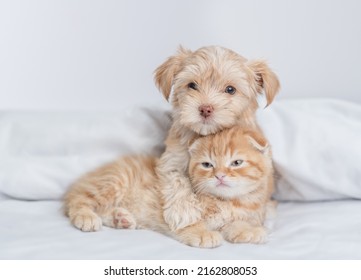 Goldust Yorkshire Terrier Puppy Hugs Tiny Kitten Under Warm Blanket On A Bed At Home