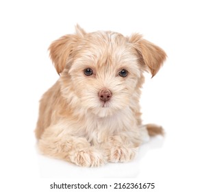 Goldust Yorkshire Terrier Puppy Lying In Front View. Isolated On White Background