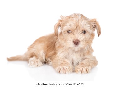 Goldust Yorkshire Terrier Puppy Lying In Front View. Isolated On White Background