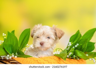 Goldust Yorkshire Terrier Puppy Sits Inside Basket Between Lilies Of The Valley