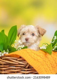 Goldust Yorkshire Terrier Puppy Sits Inside Basket Between Lilies Of The Valley