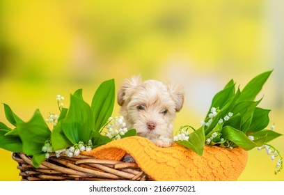 Goldust Yorkshire Terrier Puppy Sits Inside Basket Between Lilies Of The Valley