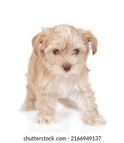 Goldust Yorkshire Terrier Puppy Standing In Front View. Isolated On White Background