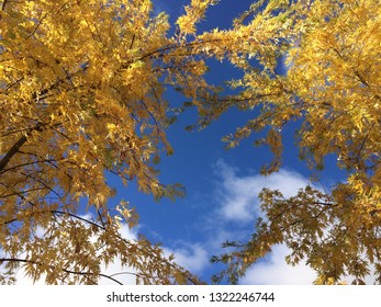 goledn trees and blue sky