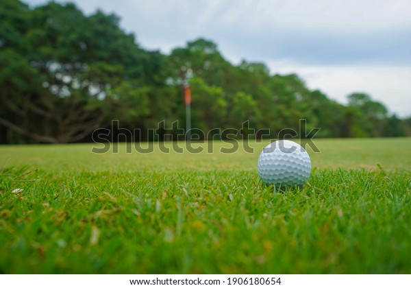 Golf ball on green in the
evening golf course with sunshine in thailand.                     
          