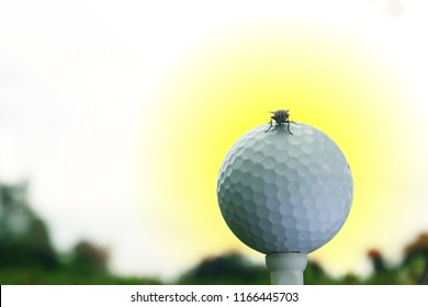 The Golf Ball Is On The Tee With A Fly.The Concept Of Superstition Is Not Good.