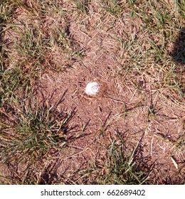 Golf Ball Stuck In The Ground