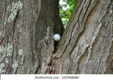 Golf Ball Stuck In A Tree