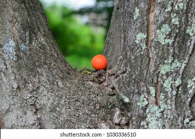 A Golf Ball Stuck In Tree