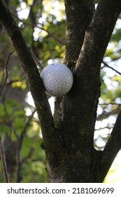 Golf Ball Stuck In A Tree