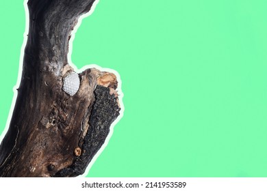 Golf ball stuck in a tree branch - Shutterstock ID 2141953589