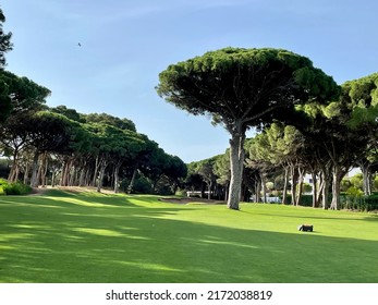 Golf Course Pals In Spain Region Of Catalonia 