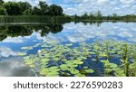 golf course pond with lily pads