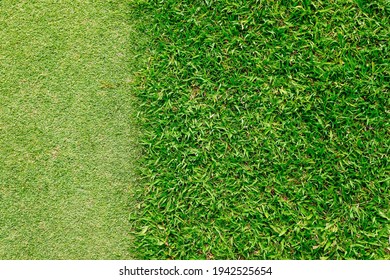 Golf Course. Short Grass Divides Vertically With Long Grass That Has More Space. For Background Texture.