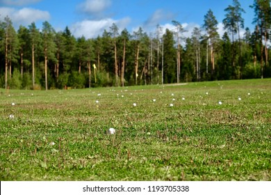 Golf Park In Finland (Kultaranta,Naantali) Finland. Europe.
