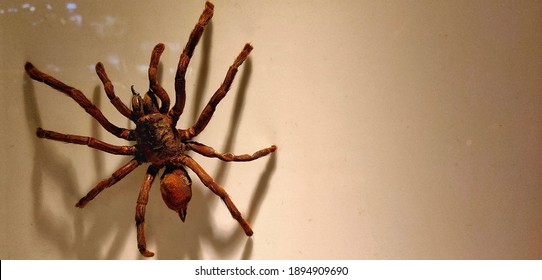 The Goliath birdeater belongs to the tarantula family Theraphosidae. Found in northern South America, it is the largest spider in the world by mass – 175 g – and body length – up to 13 cm – but it is 