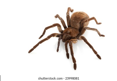 326 Goliath spider Images, Stock Photos & Vectors | Shutterstock