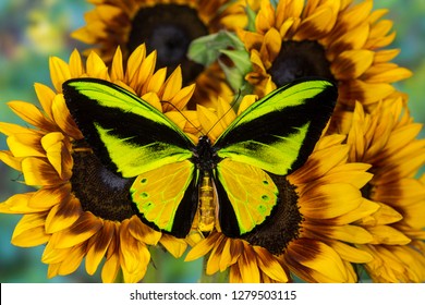 The Goliath Birdwing Butterfly, Ornithoptera Goliath Samson Male