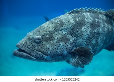 Goliath Grouper , also known as "jewfish" is a large saltwater fish of the grouper family found in the eastern as well as western Atlantic ocean.