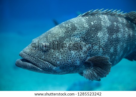 Goliath Grouper , also known as 