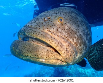 Goliath Grouper Looe Key National Park Stock Photo 702642001 | Shutterstock