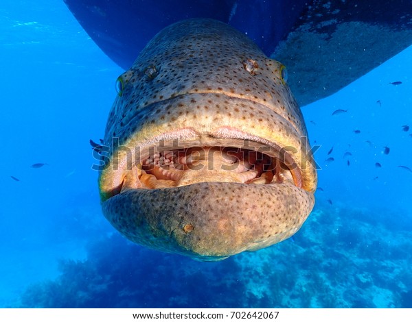 Grouper dotvorby