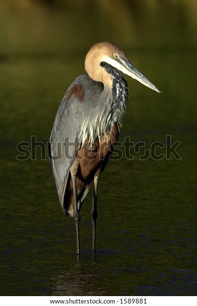 Goliath Heron Stock Photo 1589881 | Shutterstock