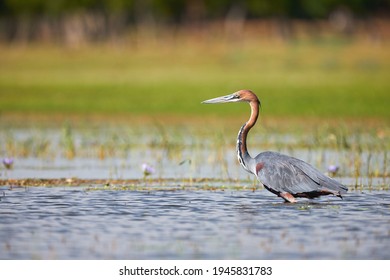 The Goliath heron (Ardea goliath) is the largest heron in the world, it lives mainly in sub-Saharan Africa.