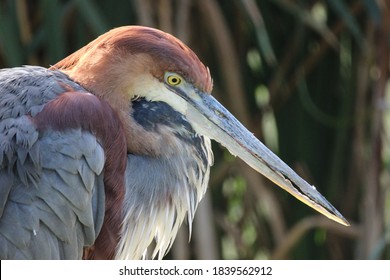 鷺 サギ の画像 写真素材 ベクター画像 Shutterstock