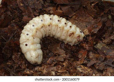 Goliathus goliatus African Goliath beetle Giant Fruit Chafer larvae, grub Scarabaeidae Cetoniinae - Shutterstock ID 2001160079