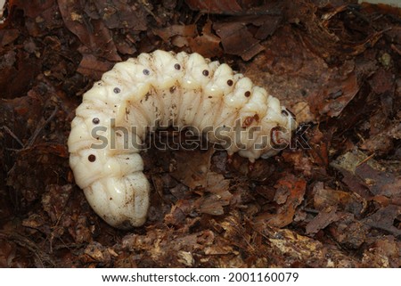 Goliathus goliatus African Goliath beetle Giant Fruit Chafer larvae, grub Scarabaeidae Cetoniinae